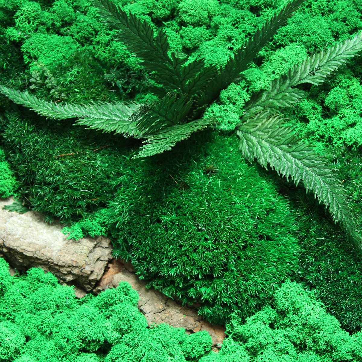 Projekty z chrobotkiem